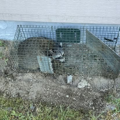 Burrow exclusion & live trap