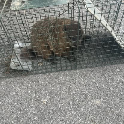 Groundhog caught on driveway