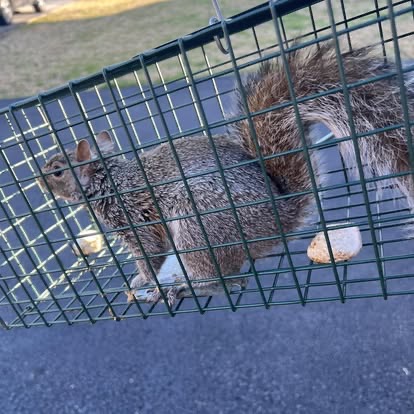 Squirrel humane capture