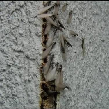 Termite infestation found & treated