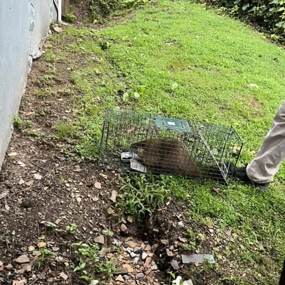 Groundhog relocation