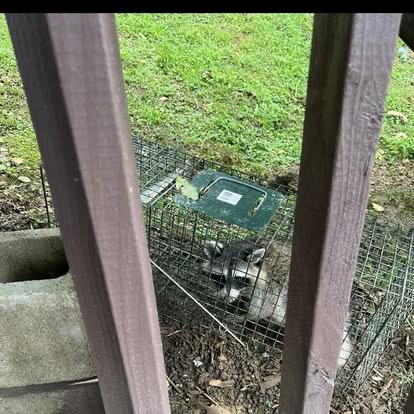 Under-deck wildlife removal