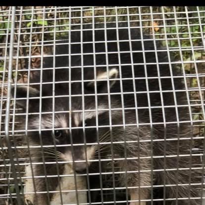 Raccoon safely trapped & removed